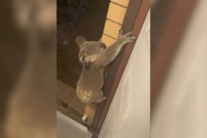 Un koala sorprende a una pareja trepando la puerta de su casa