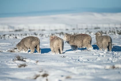 El laboratorio también prevé impulsar desde la genética la producción local de ovinos