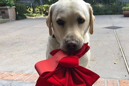 El labrador es cariñoso; se entenderá a la perfección con las vivaces personas de Sagitario