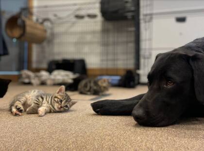 El labrador de un año adoptó a los gatitos. Fuente: TEAMDOGS