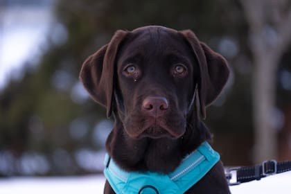 El Labrador Retriever es muy sociable