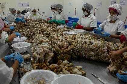 Trabajadoras procesan las langostas en una planta de La Ceiba, Honduras