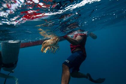 Un pescador lleva una langosta a su bote cerca del Cayo Savanna. Cada buzo recibe 3 dólares por cada libra de esta especie