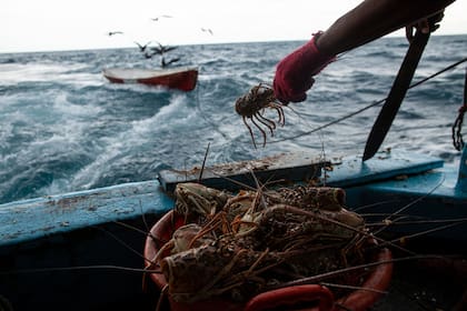 Limpieza de langostas antes de congelarlas para su traslado a la costa