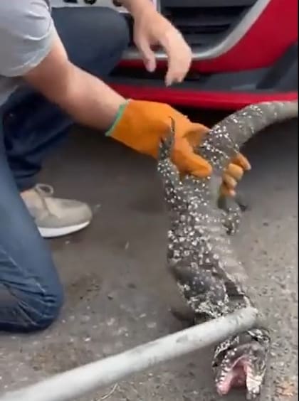 El lagarto fue acorralado por el personal especializado y luego ubicado en una jaula
