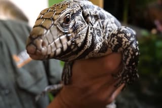 El animal nativo de la Argentina que está prohibido en Florida