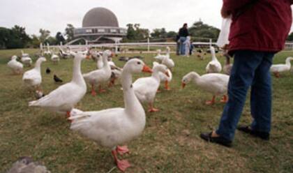 Patos en el Planetario de Buenos Aires