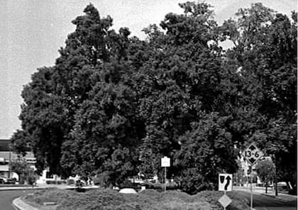 El Lang Oak en 1992