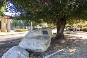 El milenario árbol de California que fue testigo de la historia