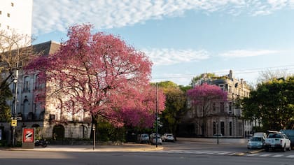 El lapacho de Ezcurra, en avenida Figueroa Alcorta y Mariscal Castilla