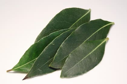 El laurel actúa como escudo energético contra malas vibraciones, envidias, mal de ojo y energías densas (Foto ilustrativa: PIXABAY)