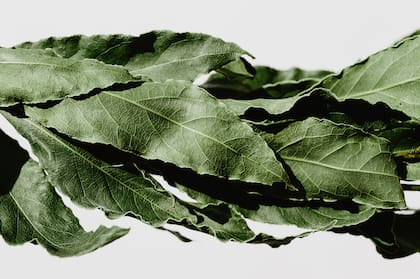 El laurel es uno de los elementos para la prosperidad financiera