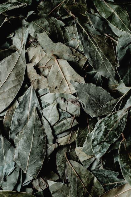 El laurel funciona como un repelente natural de insectos. (Foto: Pexels)