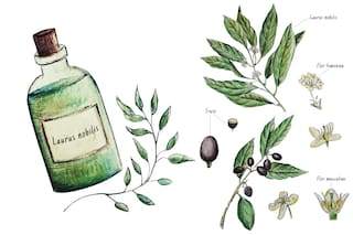Laurel. Mitos y tradiciones de una planta con muchos usos