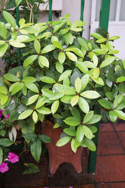 El laurel se puede cultivar en maceta, siempre que se coloque en un lugar con suficiente sol y se controle el correcto drenaje