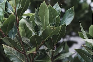 Los varios usos que se le pueden dar a las hojas de laurel