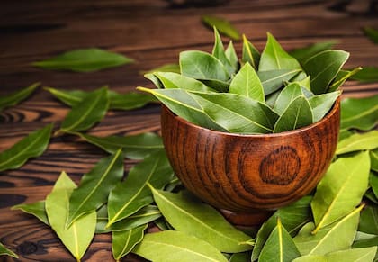 El laurel, un aliado natural