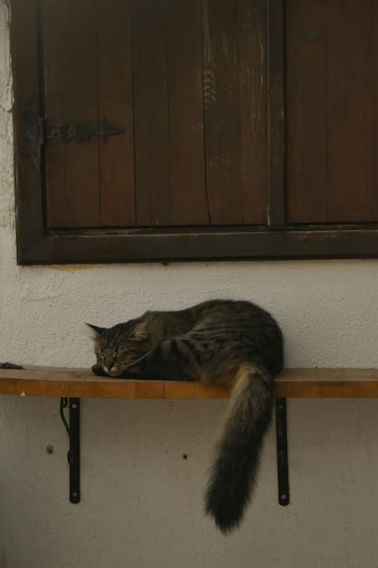 El lenguaje corporal de los gatos es increíblemente complejo y sutil, compuesto por movimientos mínimos, expresiones faciales discretas y posturas