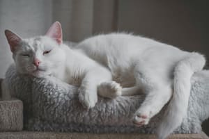 El lenguaje corporal de los gatos está lleno de matices y señales sutiles que pueden dejar a cualquiera muy confundido