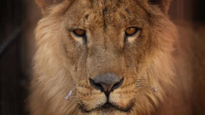 El león es un de las especies que puede desaparecer