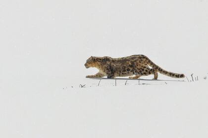 El leopardo de las nieves es un animal muy difícil de observar