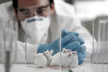 El líder del estudio creó tejido de médula espinal a partir de células humanas y lo implantó en 15 ratones afectados con parálisis a largo plazo