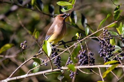 El ligustro produce gran cantidad de semillas capaces de desarrollarse aún en situaciones de baja luminosidad