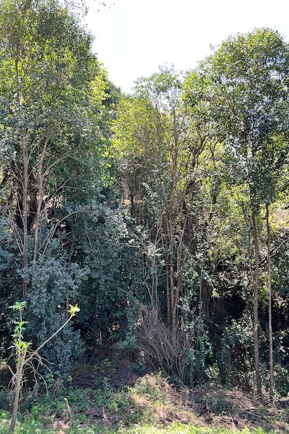 El ligustro transforma bosques biodiversos en ambientes homogéneos, dominados por una sola especie