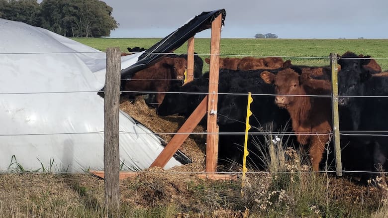 Más grasa no siempre significa más energía: el mito ganadero que expertos buscan desarmar