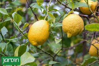 Qué frutales podés cultivar en maceta y cómo lograr que den fruta