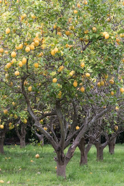 El limonero no es un árbol muy exigente, pero requiere de ciertos cuidados para que su producción sea óptima