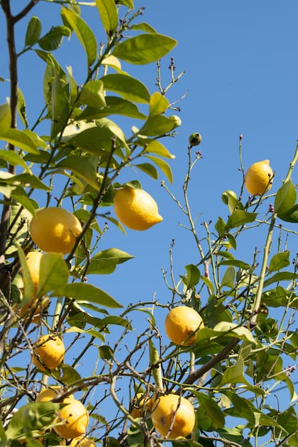 El limonero produce frutas durante gran parte del año y resiste bien en diferentes tipos de suelo