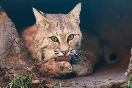 El lince que atacó al visitante seguiría en libertad, según reportaron los propios funcionarios