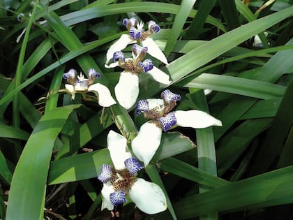  El lirio caminador es una planta nativa de Misiones y Corrientes que se propaga muy fácilmente. Su follaje se mantiene vistoso todo el año allí donde no haya heladas