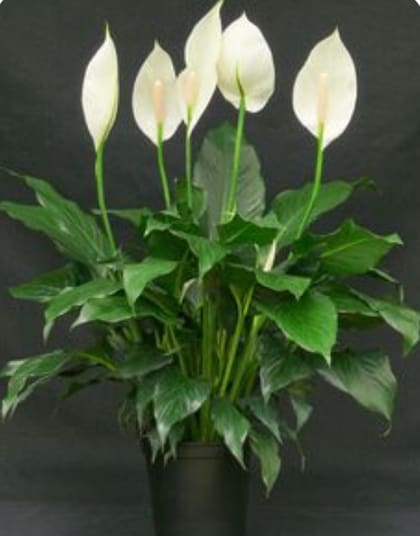 El "lirio de la paz" florecido