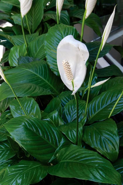 El lirio de la paz es conocido por eliminar toxinas como el amoníaco, el benceno y el tricloroetileno