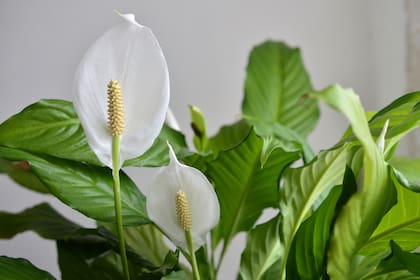 El Lirio de la Paz es una de las flores más deseadas por su belleza, además de ser fácil de cuidar.