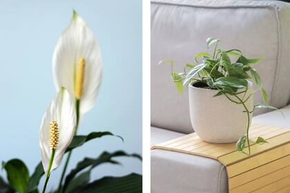 El lirio de la paz y el potus son plantas eficaces para purificar el aire en ambientes interiores
