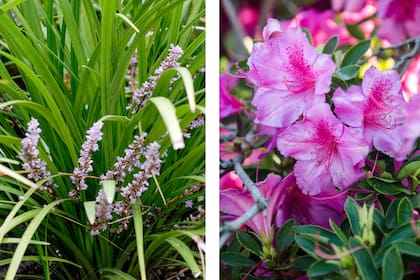 El liriope forma una pequeña mata que se mantiene atractiva todo el año y es muy resistente a las distintas condiciones de cultivo. La azalea del Delta no es una planta nativa a pesar de su nombre, sin embargo alcanza floraciones asombrosas si se la cultiva en un suelo con Ph ácido