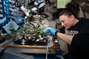 El listado de plantas que elaboró la agencia, con sus propiedades, aplica para cualquier tipo de interior (Nasa)