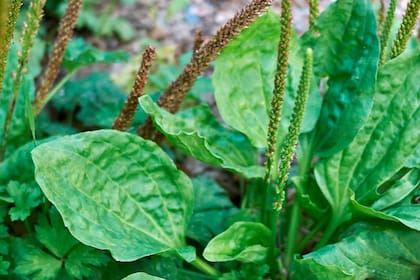 El llantén es eficaz para tratar enfermedades como la tos, faringitis, laringitis, bronquitis, tuberculosis, entre otras