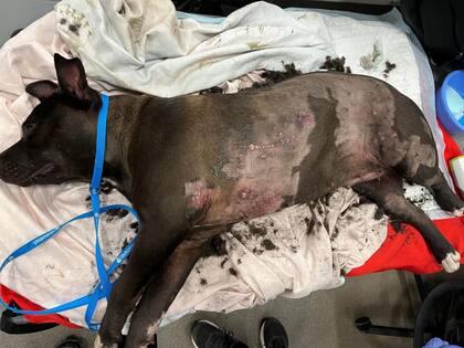 El llanto desgarrador de Tudy llevó a un hombre a dar con su ubicación y rescatarla.