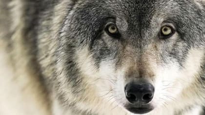 El lobo es uno de los símbolos más importantes para los turcos, explica el profesor Ahmet Tasagil