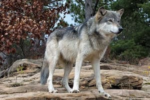 El lobo gris atemoriza a la población californiana