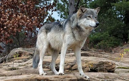 El lobo gris atemoriza a la población californiana