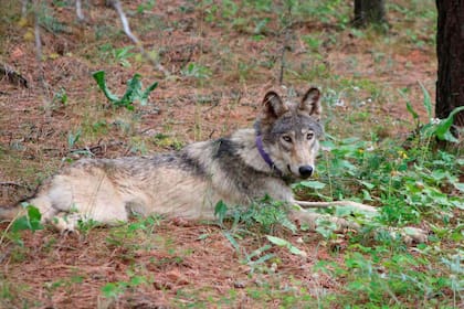 El lobo gris es preservado por la Ley de Especies en Peligro de Extinción de California