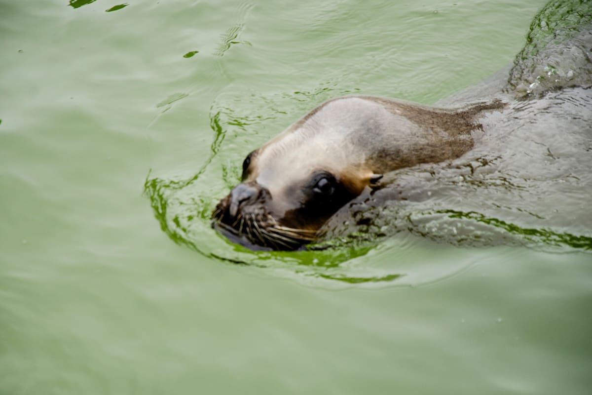 Otra polémica en Aquarium: el Centro de Rescate de Fauna Marina, un servicio crucial para la costa sur, amenazado de cierre