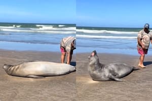 Un hombre se acercó a tocar un lobo marino y desató una furiosa pelea en la playa