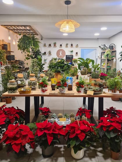 El local, ubicado en el barrio de L’Eixample mates y plantas