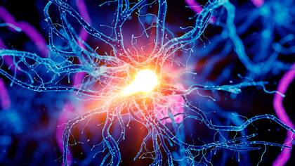 El locus coeruleus obtiene su color azul intenso de la producción del neurotransmisor noradrenalina.